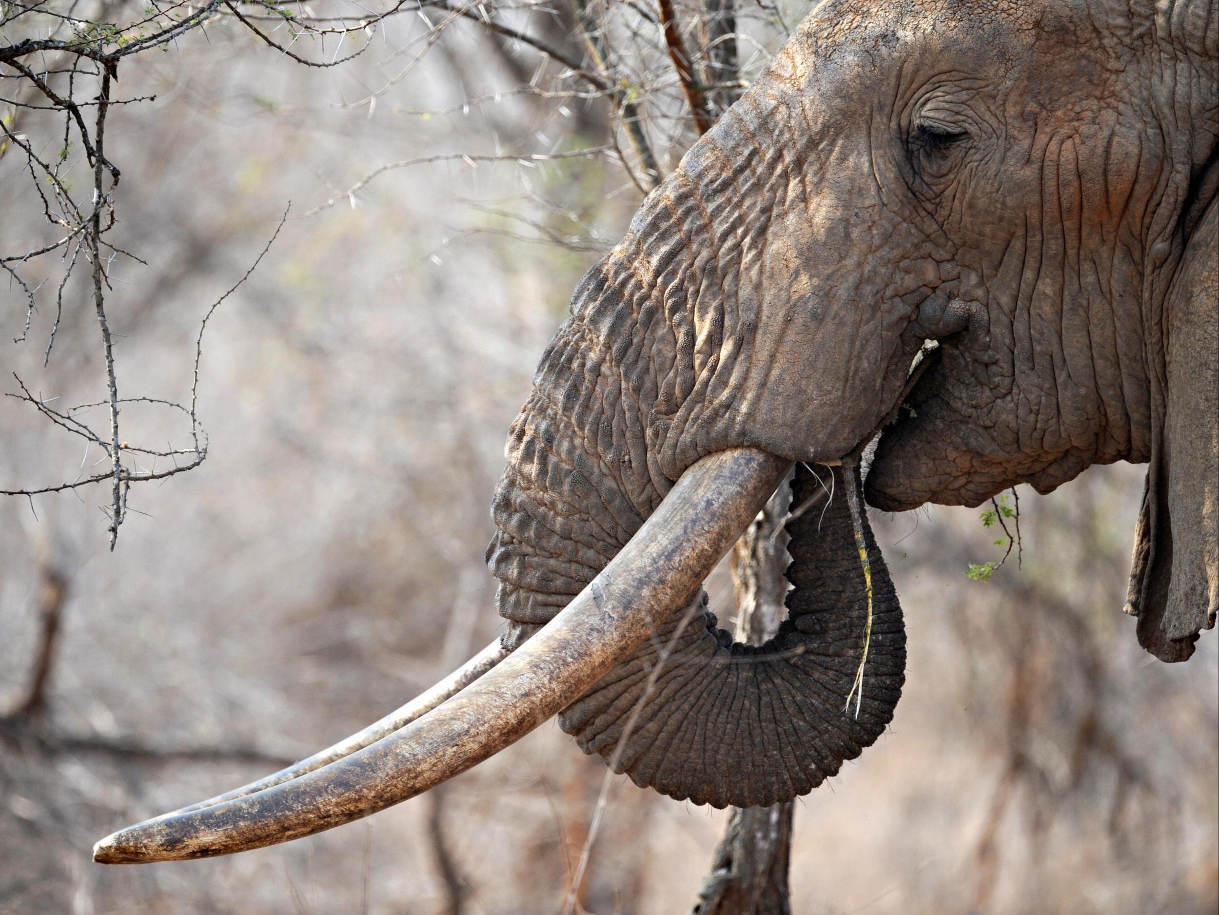The private sphere has a key role to play in efforts to halt poaching