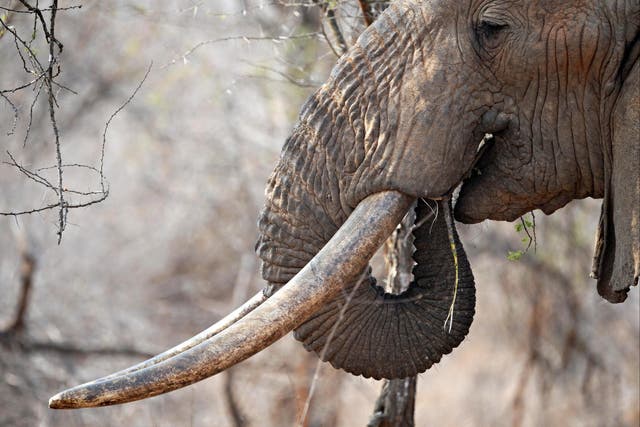 <p>The Ivory Act was passed in 2018 in an effort to halt poaching</p>