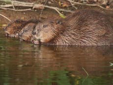 How a group of beavers prevented a wildfire and saved California a million dollars 