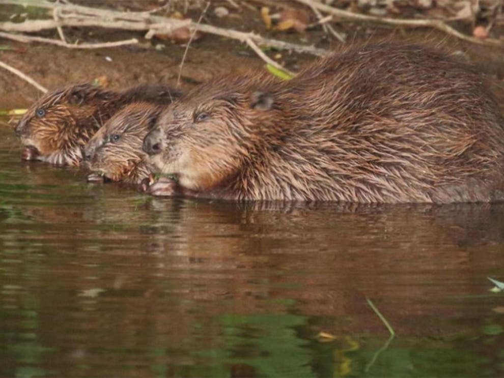 Beavers, courtesy Independent
