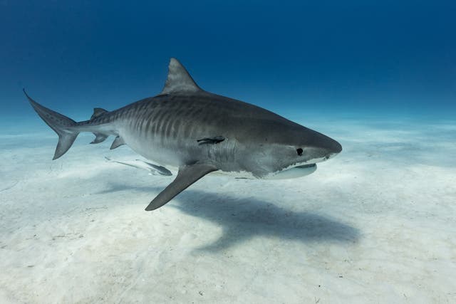 <p>Tiger sharks can grow even larger than great whites </p>
