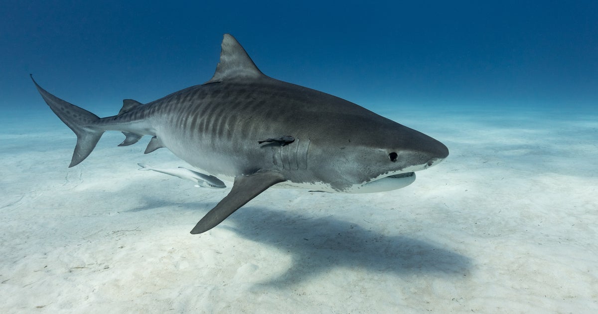 Tiger sharks expanding range and could increasingly encounter humans as  oceans warm due to climate crisis