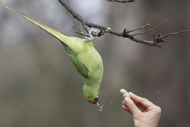 UK lockdown at spring provides peace for birds of prey