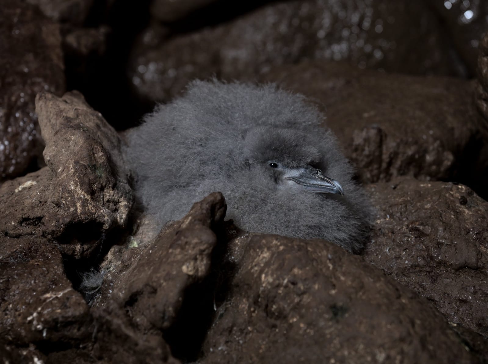 A MacGillivray’s prion chick on Gough Island in the Atlantic