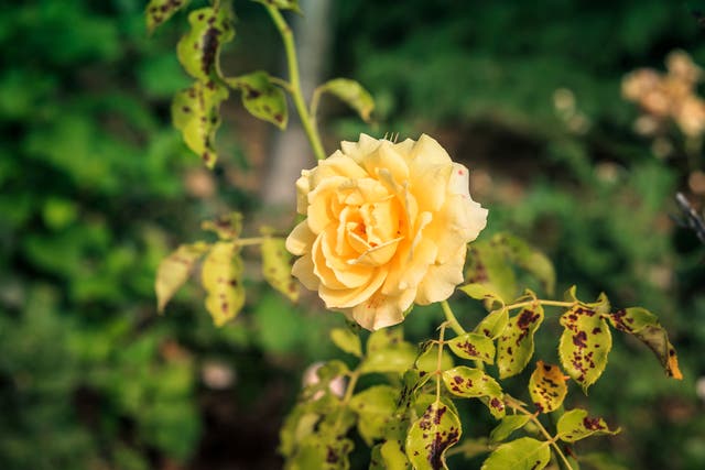 <p>If you see dark brown or black blotches appear on the leaves of your roses before turning yellow and falling off the plant prematurely, they are likely to have been infected by this fungus.</p>