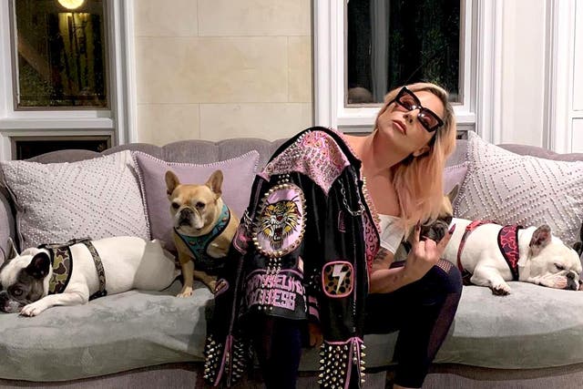 <p>The two French bulldogs Koji and Gustave, sitting to the right of Lady Gaga, were snatched outside her home</p>