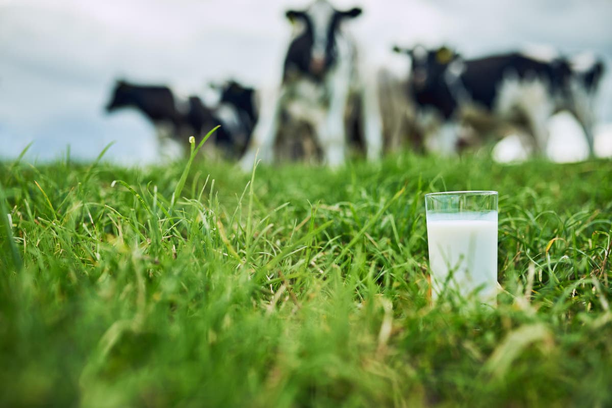 UK dairy farmers told to throw milk away due to shortage of lorry drivers