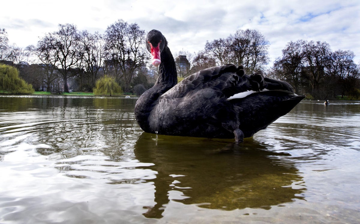 Bird flu could wipe out Australian black swans, study warns