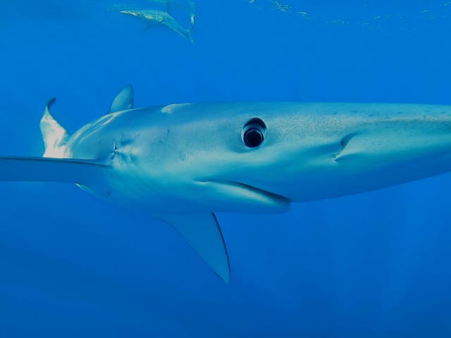 <p>Pictured, stock image of a tintorera, known as a blue shark  </p>