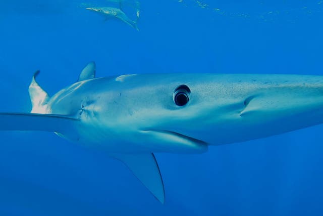 <p>Pictured, stock image of a tintorera, known as a blue shark  </p>