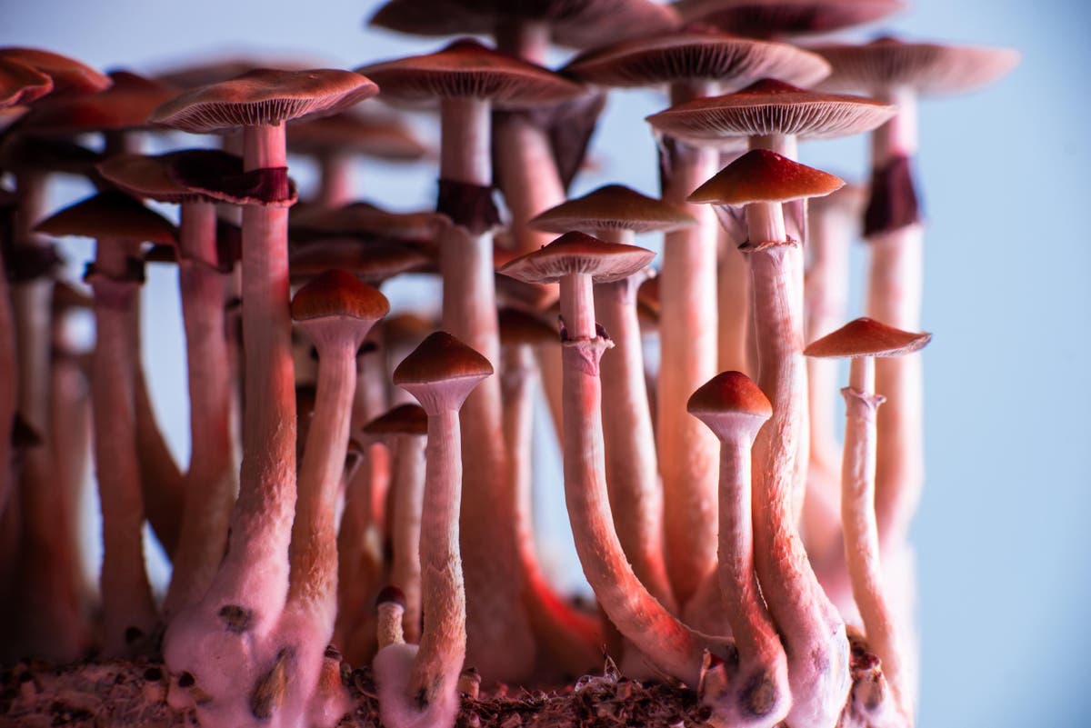 How psychedelics saved my life