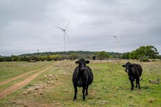 Mystery as six cows found dead with their tongues cut out by Texas highway