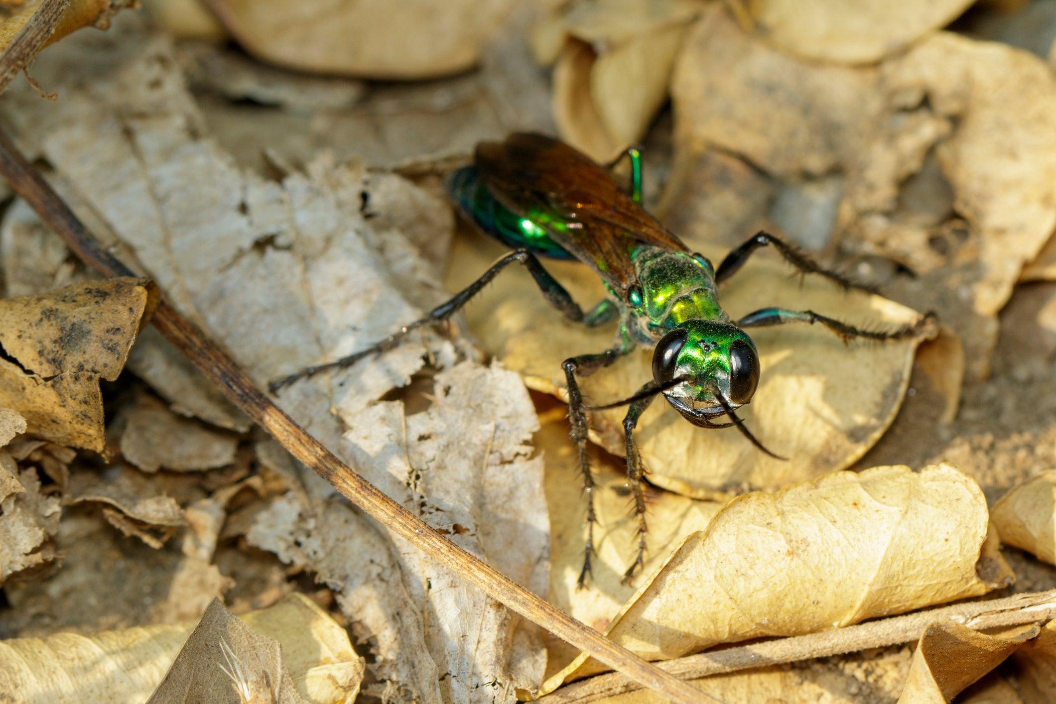 The Emerald jewel wasp, Ampulex compressa, is famous for zombiefying cockroaches