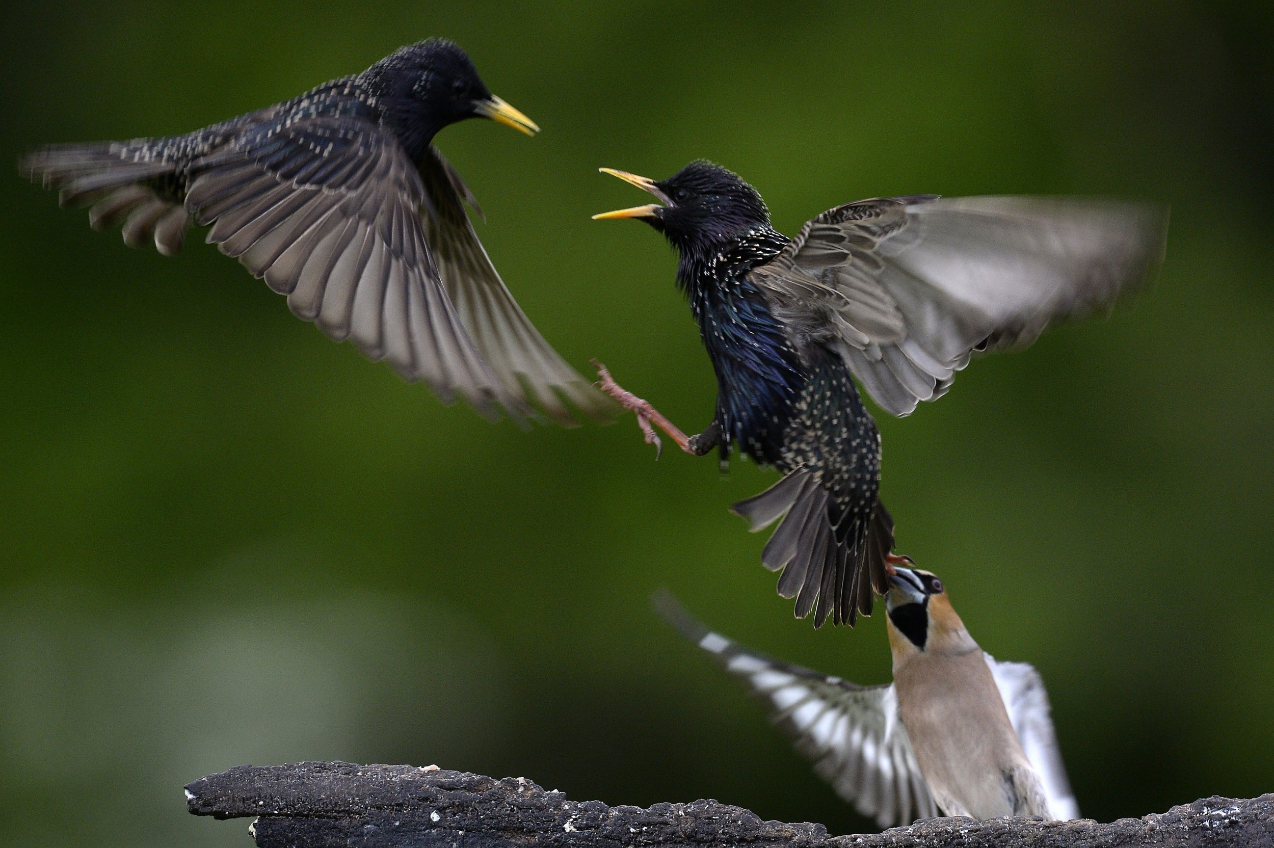 Starlings are now on the RSBP’s red list despite previously being common