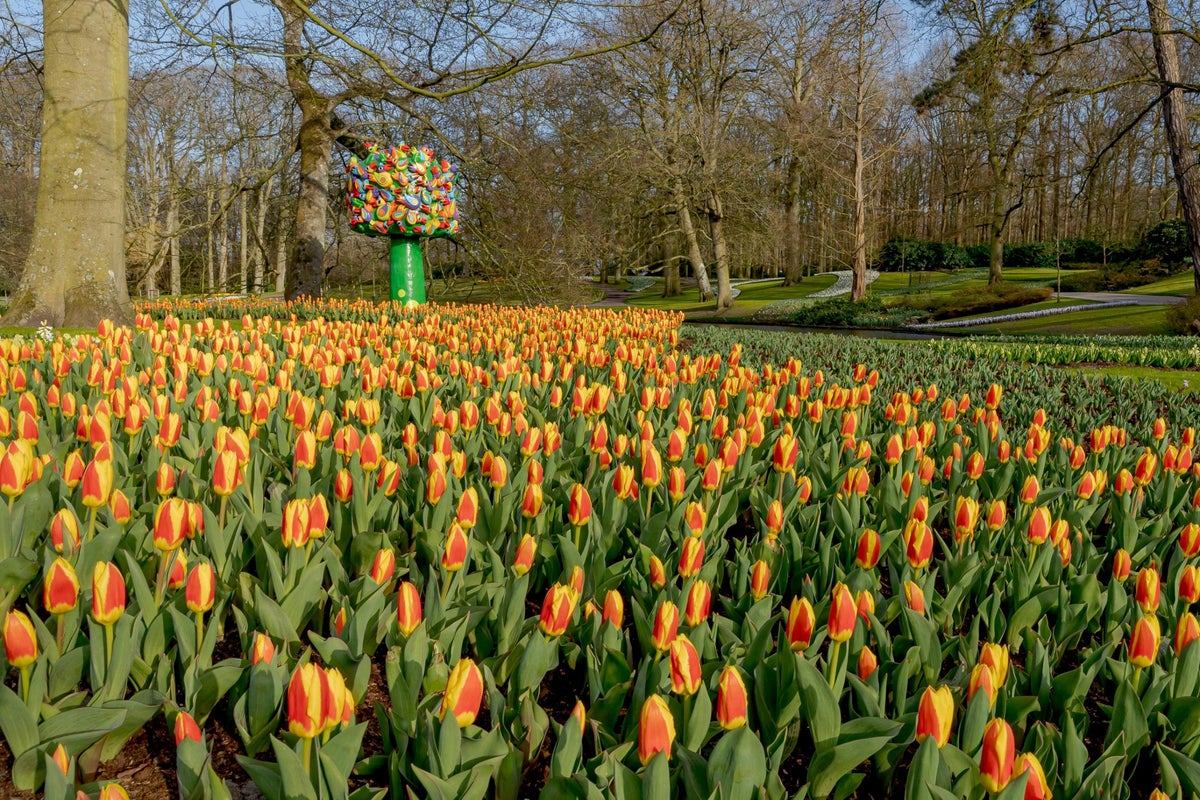 How the humble tulip could be the key to elevating your garden
