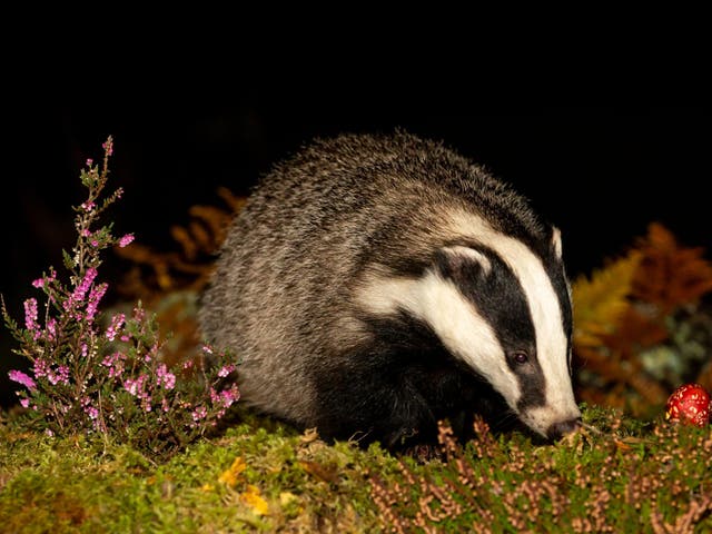 <p>More than 140,000 badgers have been shot dead so far </p>
