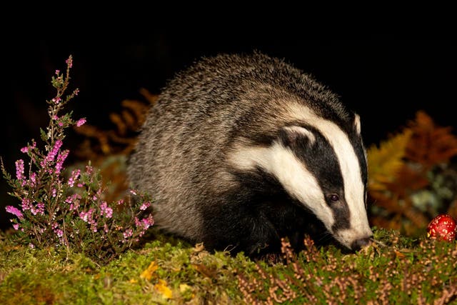 <p>More than 140,000 badgers have been shot dead so far </p>