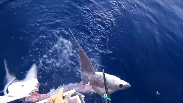 Fishermen reel in a huge shark only to discover it's been half eaten