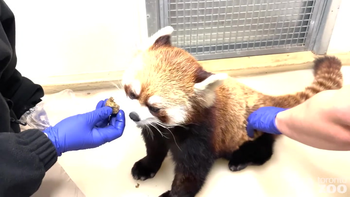 Red pandas, tigers and hippos receive Covid vaccines in adorable footage