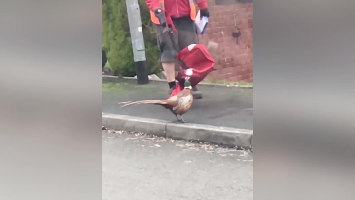Pheasant terrorises postman during daily rounds