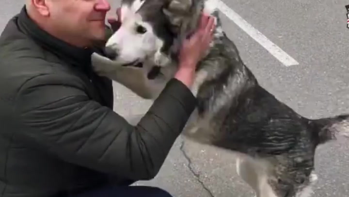 Emotional moment Husky meets owner in war-torn Bucha after being rescued