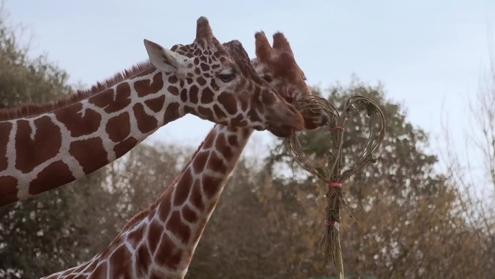Valentine's Day: Endangered giraffes and warty pigs enjoy 'romantic' treats at Whipsnade Zoo