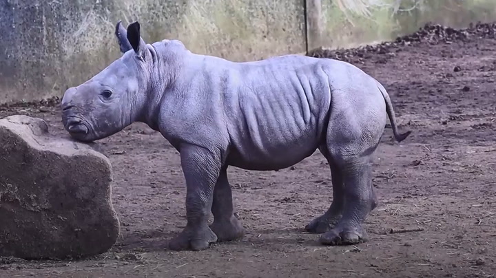 Newborn white rhino named Queenie to mark the monarch’s Platinum Jubilee