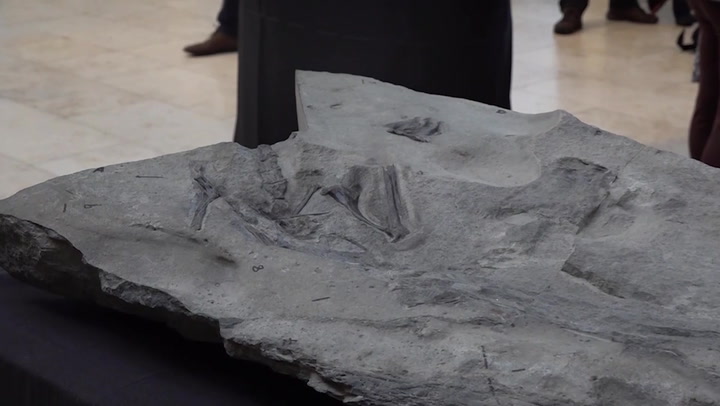 Pterodactyl fossil considered ‘discovery of the century’ is now on show in Scotland