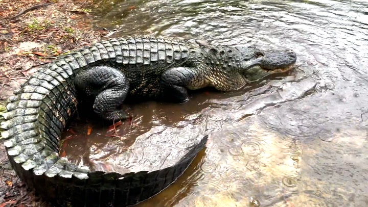 Zookeepers relocate giant alligator that escaped enclosure during floods