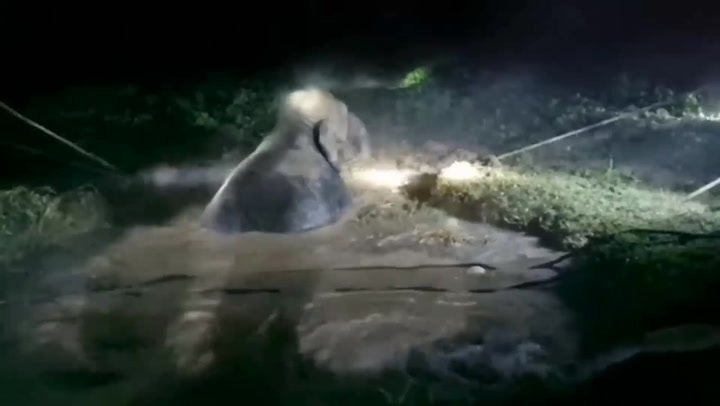 Rescuers save elephant stuck in hole by filling it with water until it floated to the top