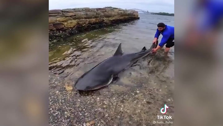 Fishermen catch terrifying 2.5-metre bull shark in Sydney Harbour