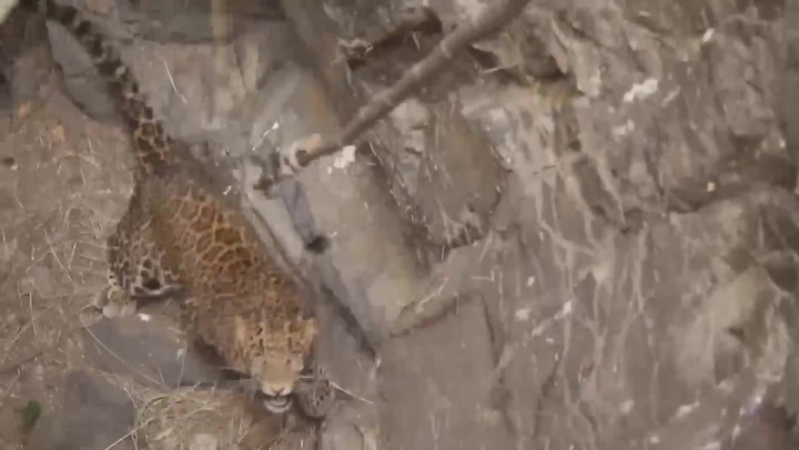 Moment rescuers saved ferocious leopard trapped in 50ft well in India