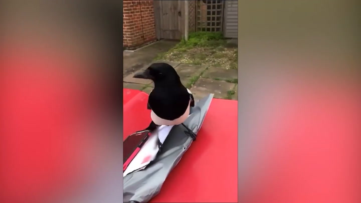 Postman ambushed by cheeky magpie who steals his letters
