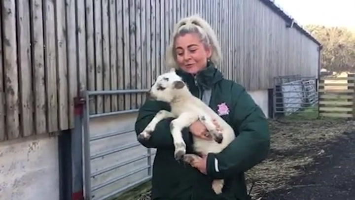One in a million five-legged lamb born at farm in Northumberland