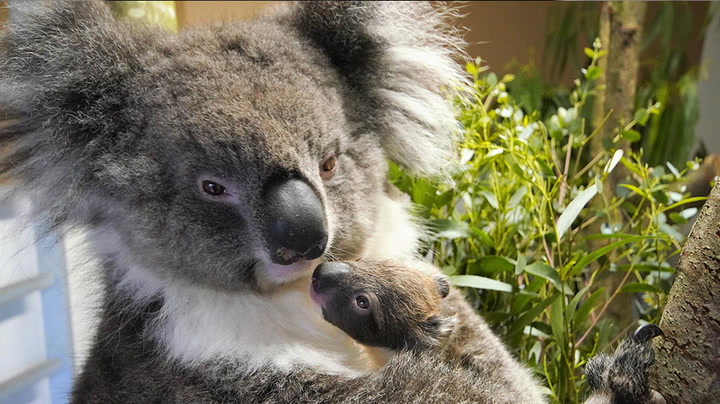 First baby southern koala born in Europe at Longleat Safari Park
