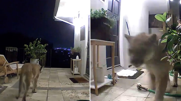 Scary moment a mountain lion walks into a man's front porch