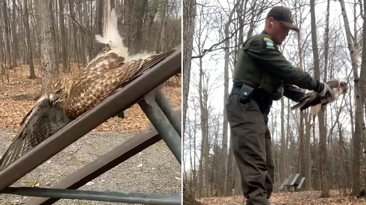 Distressed hawk rescued after getting stuck in bench
