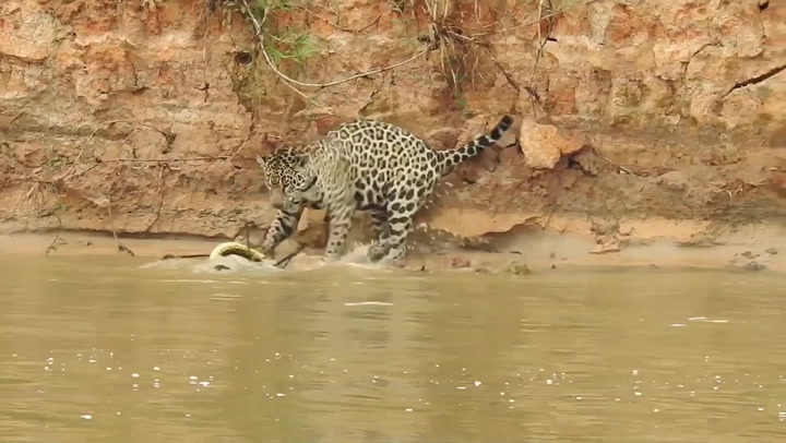 Jaguar pounces on two-metre-long swimming anaconda in savage attack
