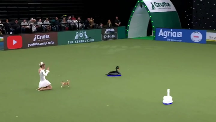 Owner and Chihuahua stun Crufts' viewers with Swan Lake routine