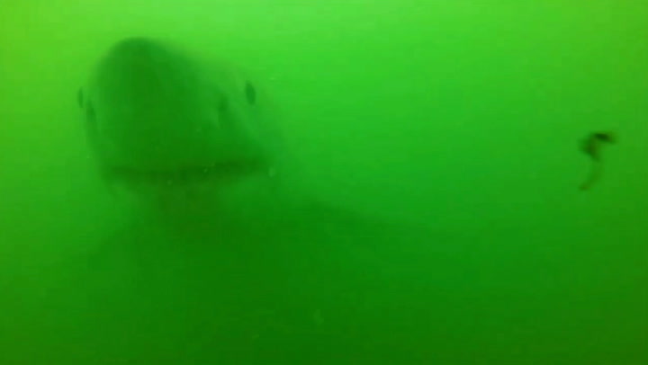 Great white shark attacks and drags fisherman's boat