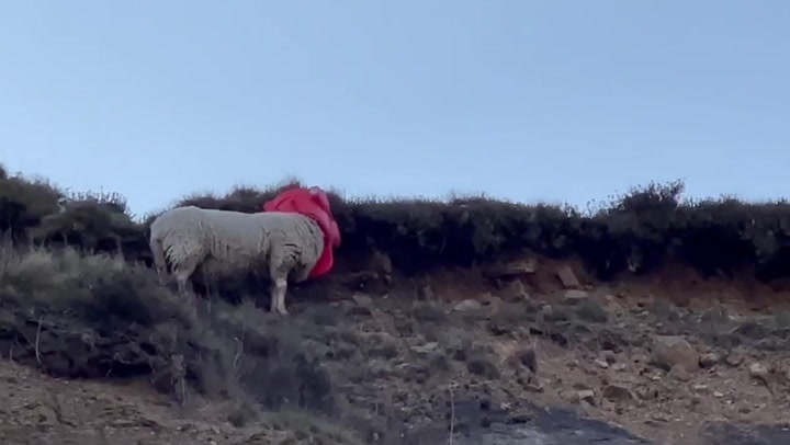 Sheep walks around stuck in toy car abandoned by fly-tippers