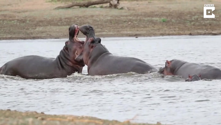 Two hippos lock jaws during epic battle in South African river
