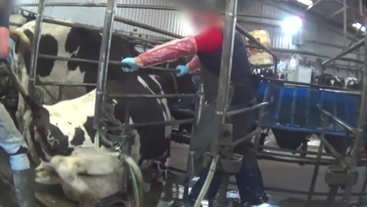Farmers beat cows with spades in disturbing BBC Panorama episode