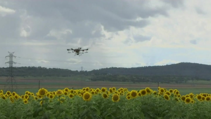 Farm claims to be world first in planting sunflowers entirely by drone