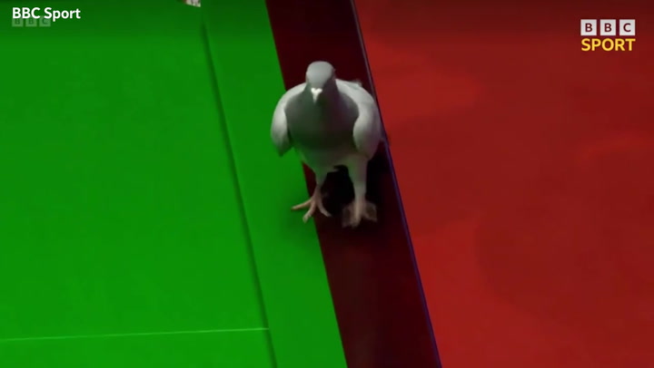 Pigeon interrupts World Snooker Championship game