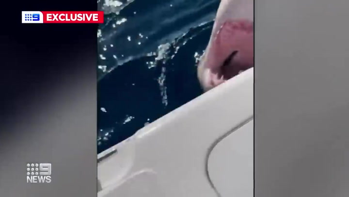 Terrifying footage shows Great White Shark circle family's boat for an hour