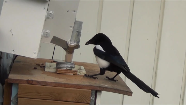 Magpies operate recycling machine created by father and son