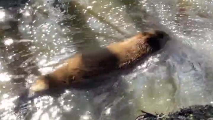 Justin ‘Beaver’ is introduced to his new home in Enfield