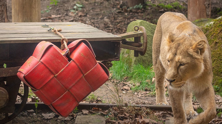 Loved up pair of lions treated to Valentine's Day surprise at London Zoo